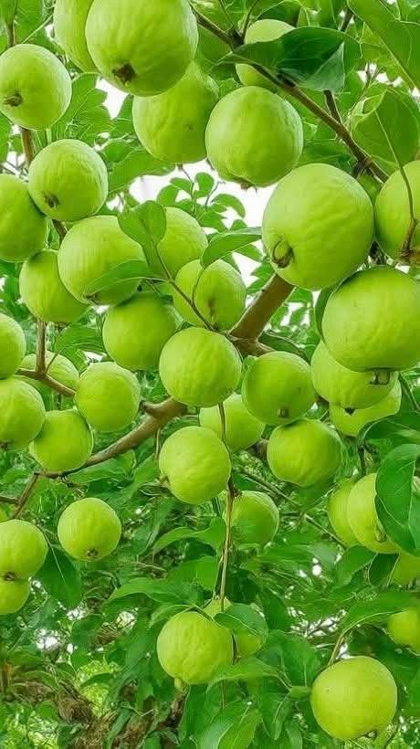 FruitfulPuzzles tweet media