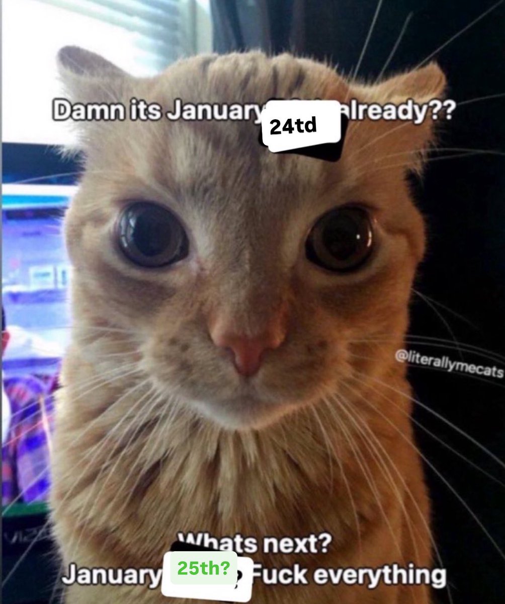 LiterallyMeCats (@literallymecats) on Twitter photo 