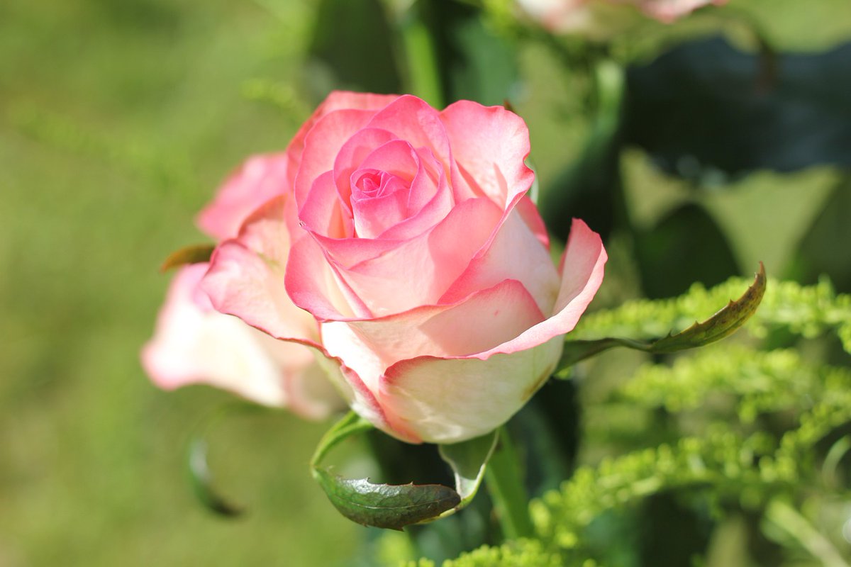 pásztó sándor tweet media