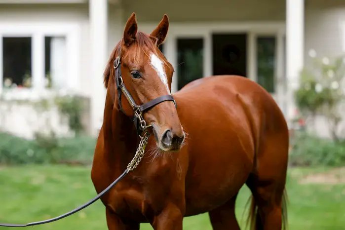 New Zealand Bloodstock tweet media