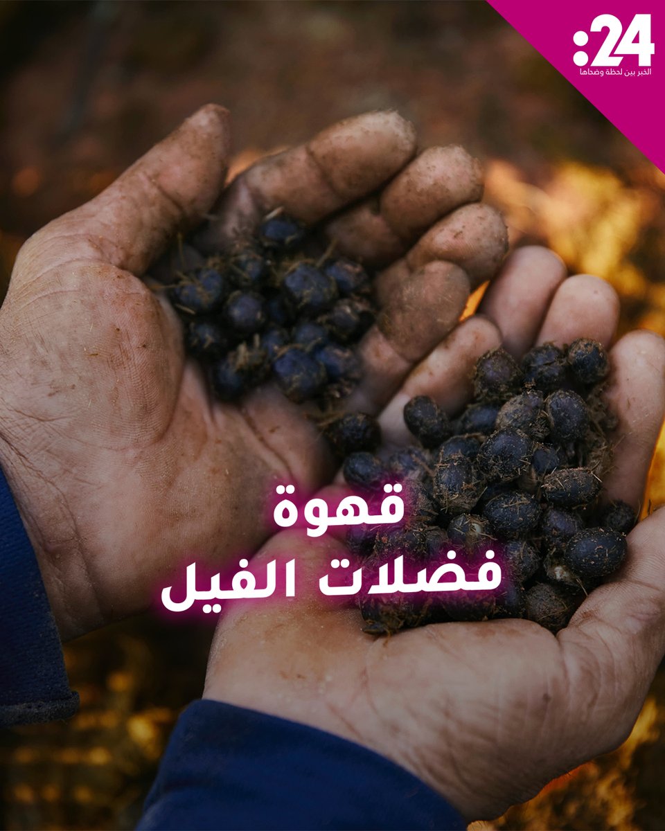 بلاك آيفوري".. قهوة تمر عبر الجهاز الهضمي للفيلة قبل أن تصل إلى فنجانك 