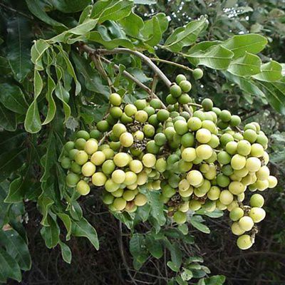 Seeds and Plants tweet media