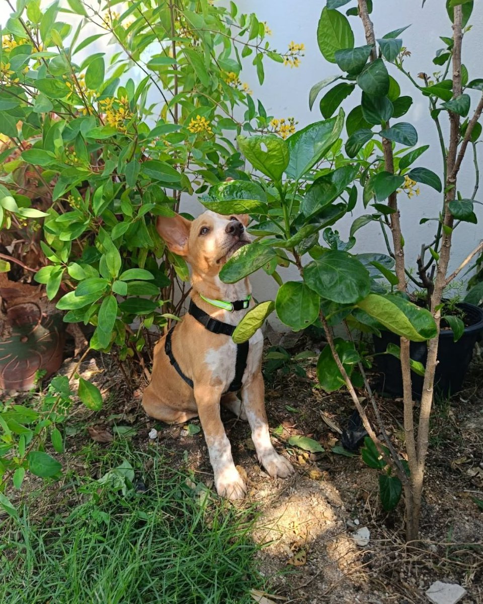 Polly is a gorgeous puppy who was dumped at our centre a month ago and is now looking for her forever home. Please share. #AdoptDontShop