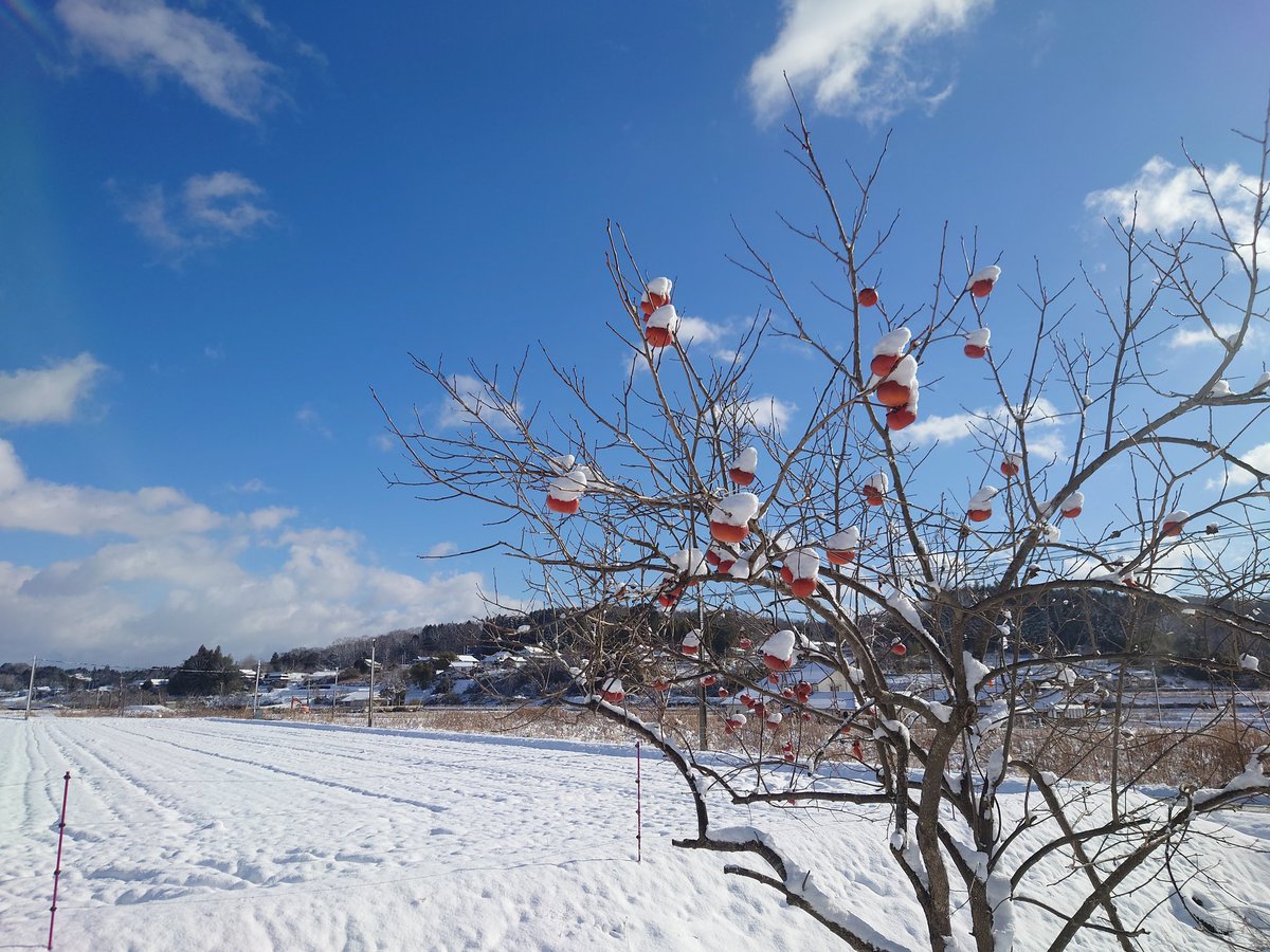 ginchan_0403's tweet photo. こんにちは🤗
毎日寒くて雪国ようですね～⛄️先日、ナス🍆ピーマン🫑の種を温床に蒔いたので、昼間はもう農場から離れられないよ〜😂 https://t.co/iGiTYiE7Sx