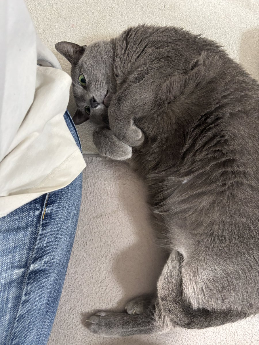 ロシアンブルー