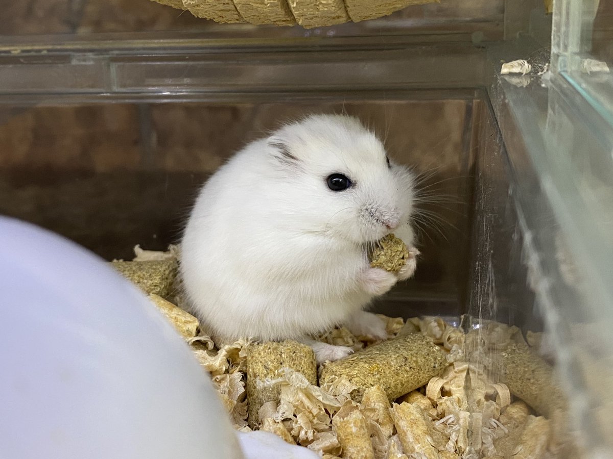 ちっちゃなおててでしっかりごはんを持っている #ジャンガリアンハムスター 🐹
⁡
あまりの可愛さに、すぐカメラを構えました🤣📸
⁡
ご家族募集中です😊
⁡
 #スノーホワイトハムスター
