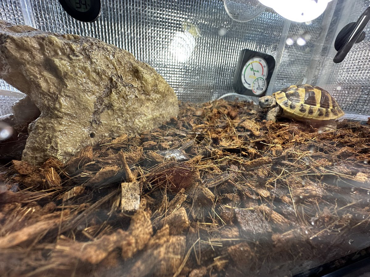 ちよびた tweet media