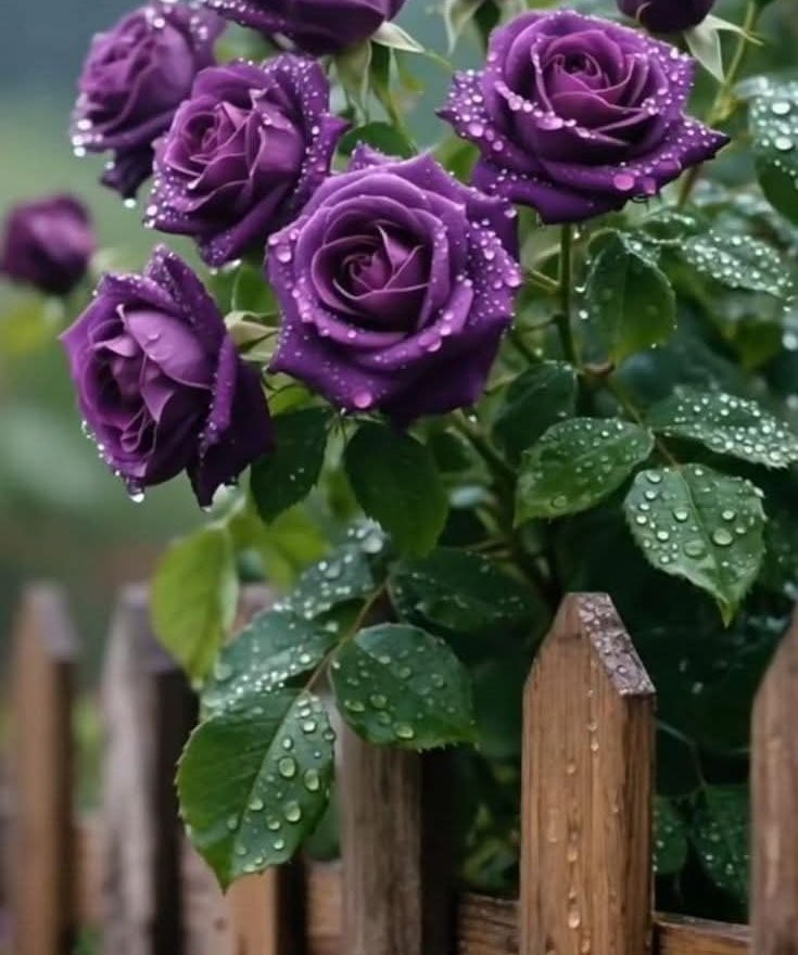 barhum_50's tweet photo. 🌸✨….

الصدقُ لا يصنعُ فقط علاقاتٍ جميلة،
بل يمنحُ الأمان، ويزرعُ الطمأنينة..

#صباح_الخيرᅠ 
#وش_في_خاطرك_الان https://t.co/Ueuac69gaQ