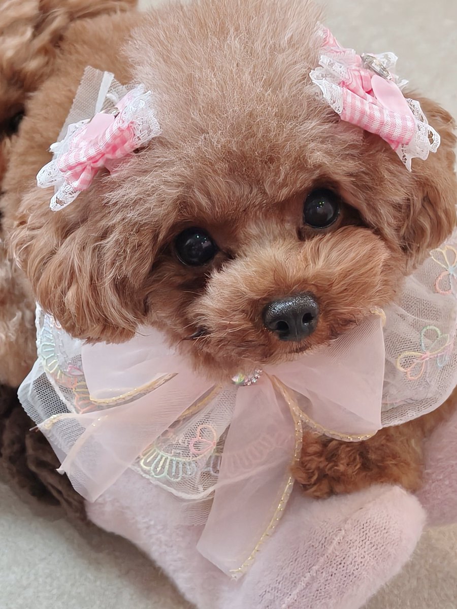 micro_asakusa's tweet photo. ⁡えっ！あたちが魔法少女に！？😳🎀⁡
⁡な、あやめちゃんです💓⁡⁡
⁡
⁡変身したら可愛いリボンとスタイで⁡
とっても可愛いおめかしスタイル🪄︎︎⁡
⁡⁡
⁡悪を挫いておやつをたくさんもらいます♡笑⁡
��⁡
⁡ #マイクロティーカップカフェ⁡
⁡ #マイクロティーカッププードル⁡ https://t.co/nrTUnkdIfI
