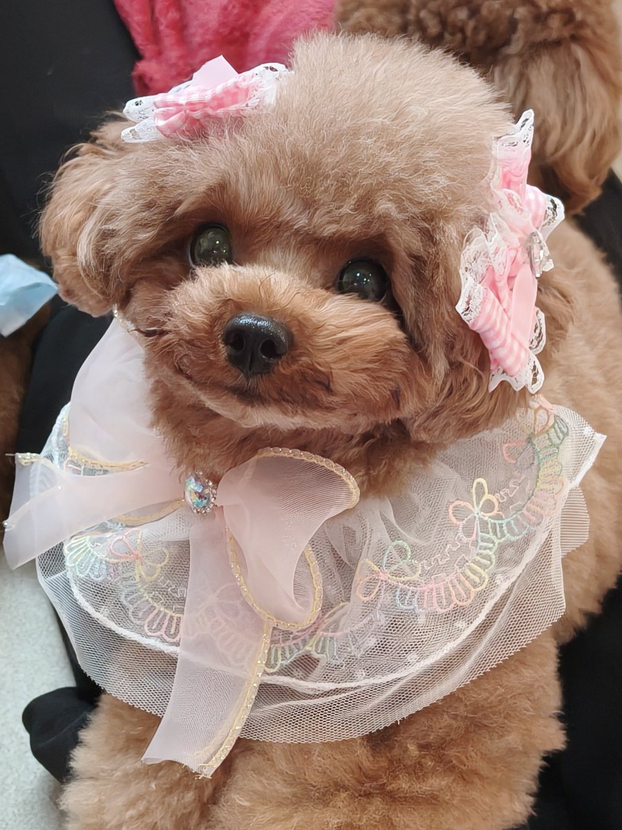 micro_asakusa's tweet photo. ⁡えっ！あたちが魔法少女に！？😳🎀⁡
⁡な、あやめちゃんです💓⁡⁡
⁡
⁡変身したら可愛いリボンとスタイで⁡
とっても可愛いおめかしスタイル🪄︎︎⁡
⁡⁡
⁡悪を挫いておやつをたくさんもらいます♡笑⁡
��⁡
⁡ #マイクロティーカップカフェ⁡
⁡ #マイクロティーカッププードル⁡ https://t.co/nrTUnkdIfI