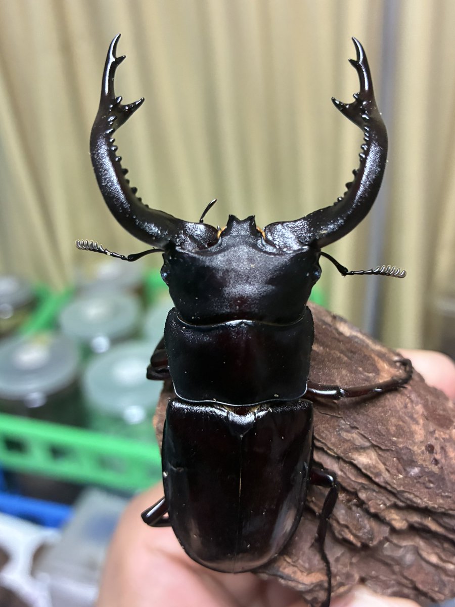 Cyclommatus (@kuwa_beetle) / Posts / X