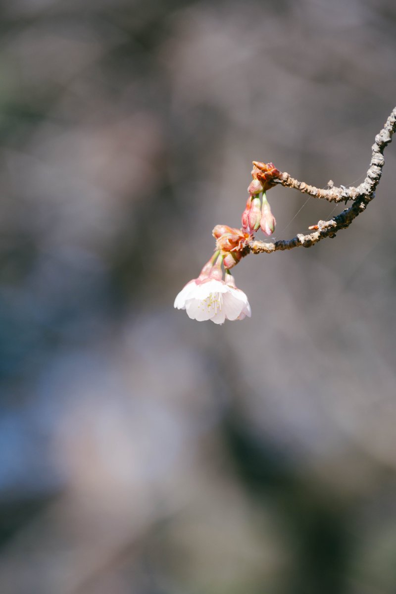 開花したばかりの寒桜を巡りながらどこを大判ポジで撮ろうかと想像する