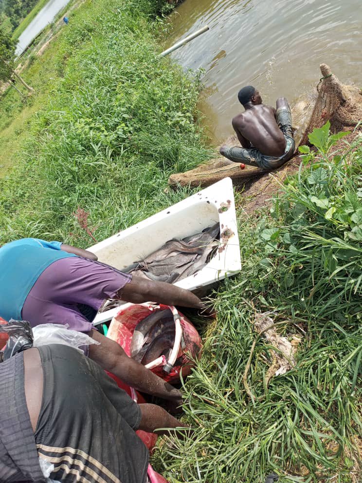 Farmexecutive's tweet image. The Egbejila fish farm cluster in Kwara State produces an average of 20,000kg of catfish daily. This generates approximately ₦50 million per day, ₦1.5 billion per month, and ₦18 billion per annum. Note that there are nine other similar clusters in the state or even more