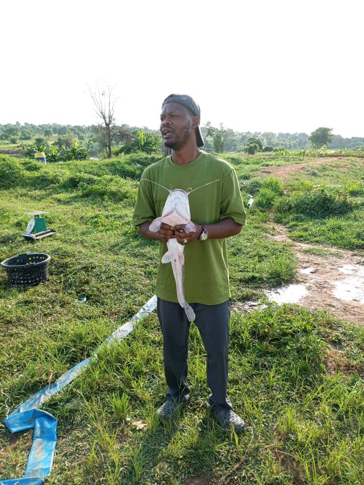 Farmexecutive's tweet image. The Egbejila fish farm cluster in Kwara State produces an average of 20,000kg of catfish daily. This generates approximately ₦50 million per day, ₦1.5 billion per month, and ₦18 billion per annum. Note that there are nine other similar clusters in the state or even more
