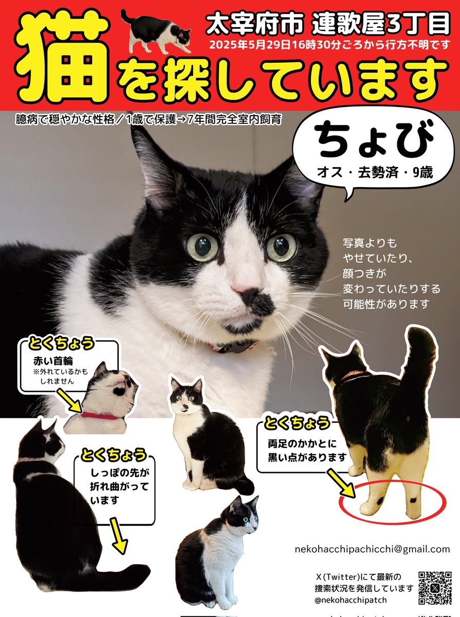 nekohacchipatch's tweet image. ちょびが行方不明になって8ヶ月が経とうとしています。たくさんの方がご協力くださっているのに見つけられず途方に暮れるような気持ちになりますが、どこかで生きていること、また会えることを信じて探し続けています。引き続きご協力いただけると幸いです
#迷子猫 #猫を探しています #福岡県