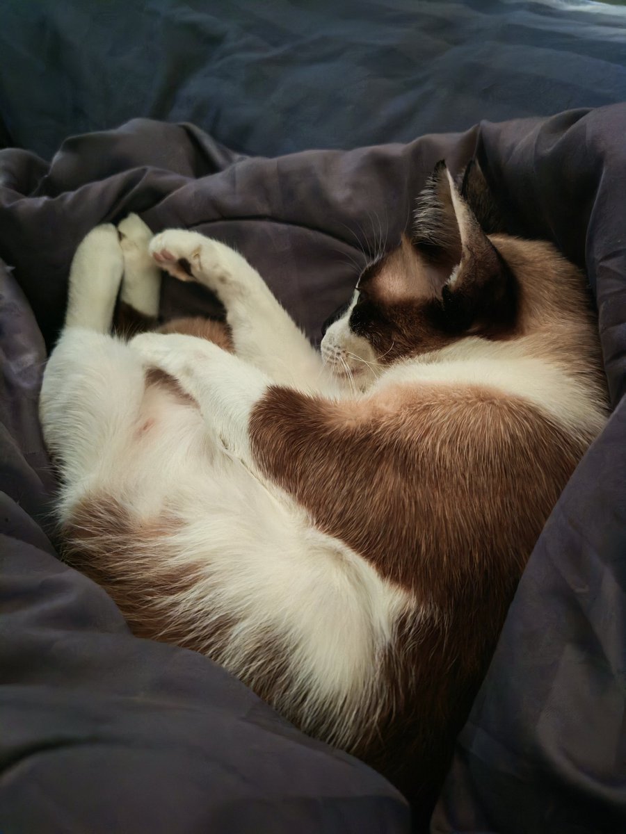 เรื่องมีอยู่ว่าาา​......  ง่วงเหวยยยย

w/ ครีมมี่ที่นอนเป็นรูปหัวใจ​ #อ้ายแมวนี่