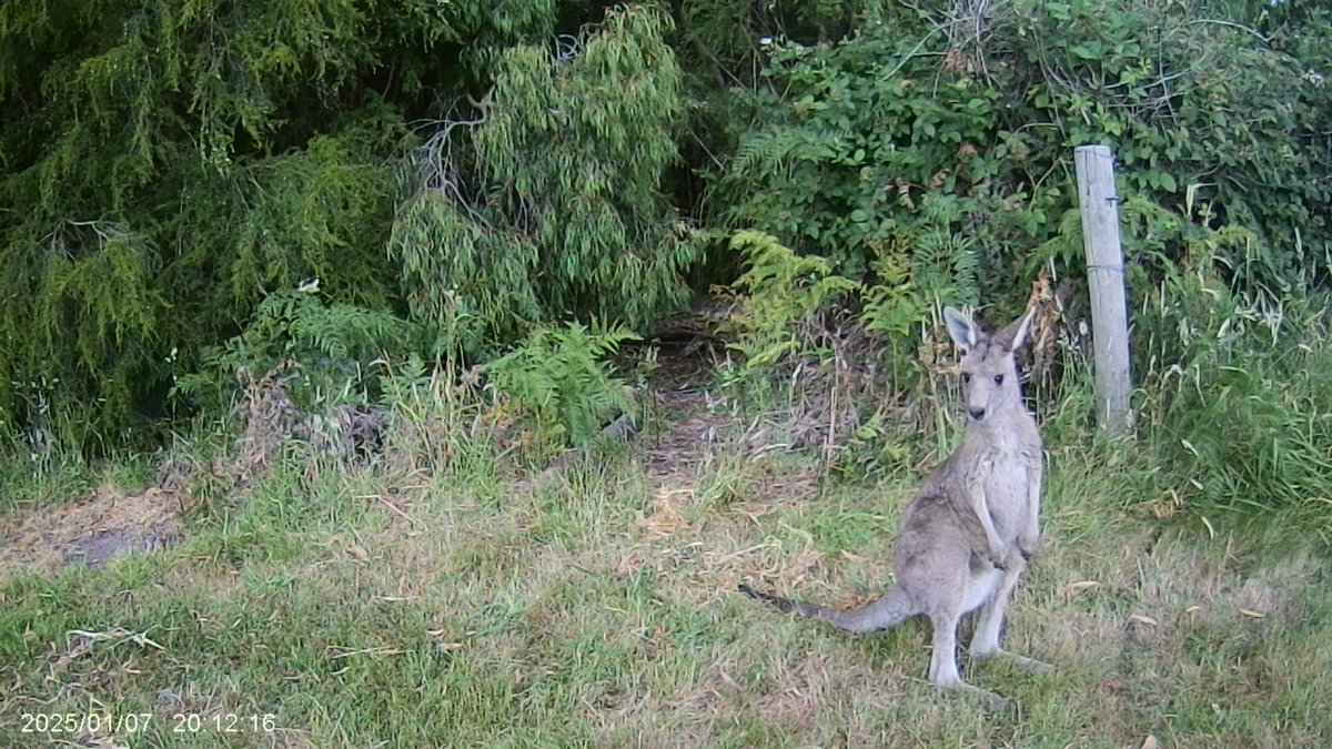 ＃熱光感應機 hip tio̍h 跳roo🦘
#台文 寫 #Aulâm #Australia ê 求生故事
彼陣看 he 樹林路á 真明現一條攏無發草，koh phīⁿ 起來臭臭．．．

#Survival diary：Northern Territory, Australia(Aulâm) - 來 Aulâm🦘 一個月+ 求生存，今人 leh... taioanlang.blogspot.com/2026/01/my-lif…

#Aulâm #Australia #澳洲