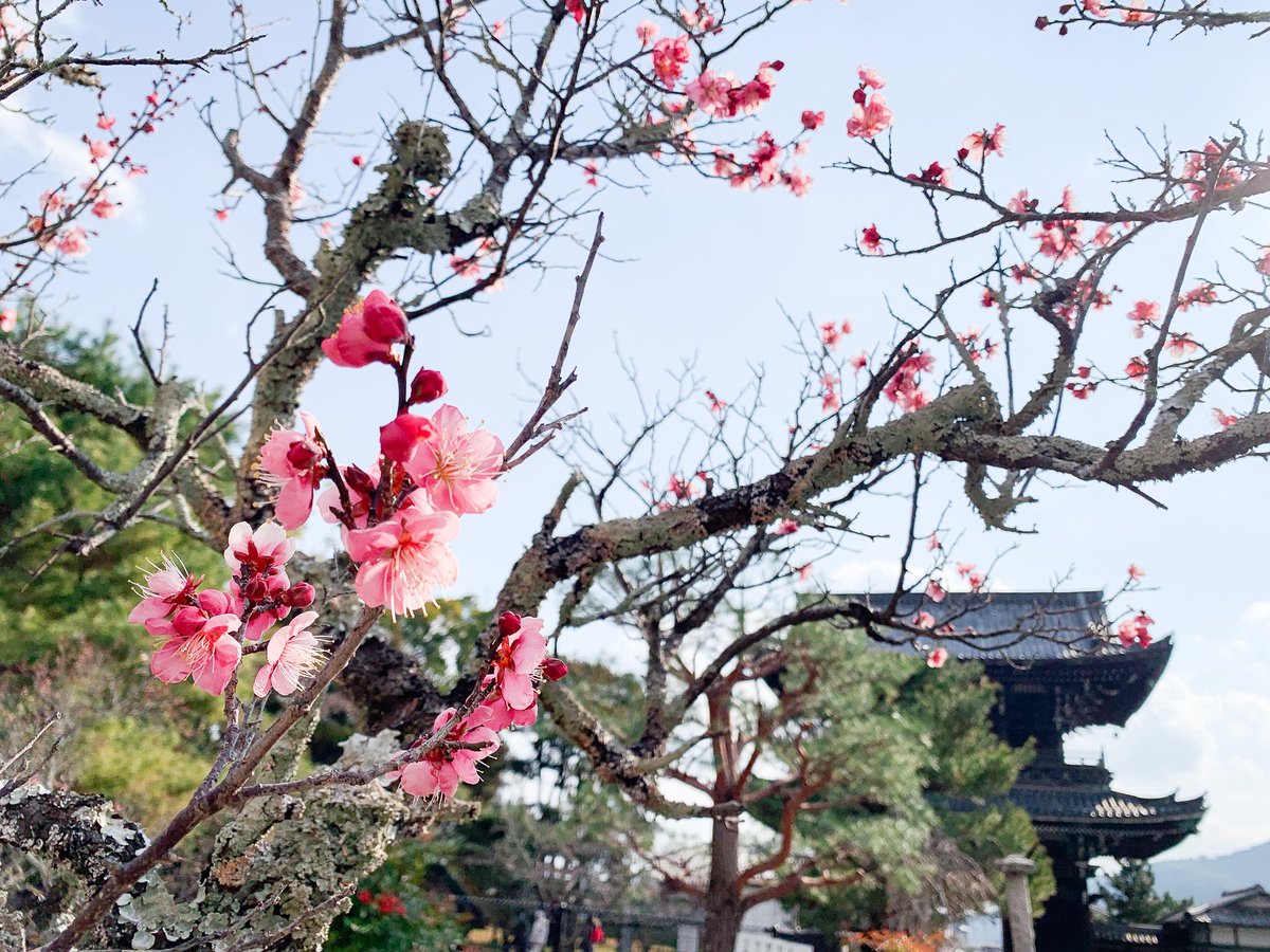 mew_chibi's tweet image. おさんぽ🤳

早春の香にうっと〜り💭
こころが潤います
冬の日の、清々しい空でした✨

#キリトリセカイ #ファインダー越しの私の世界ᅠ 
#イマソラ #空がある風景 #暦生活 #日常