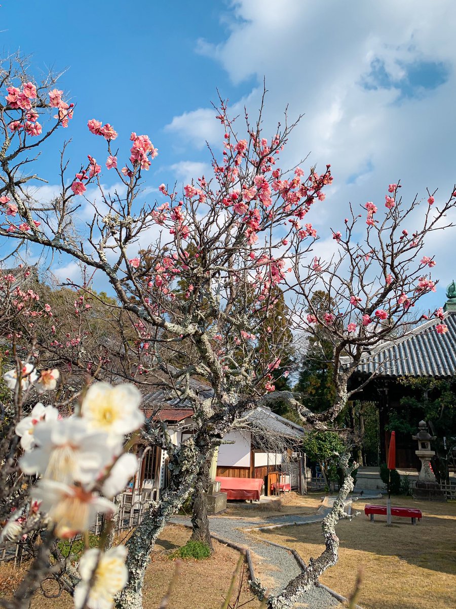 mew_chibi's tweet image. おさんぽ🤳

早春の香にうっと〜り💭
こころが潤います
冬の日の、清々しい空でした✨

#キリトリセカイ #ファインダー越しの私の世界ᅠ 
#イマソラ #空がある風景 #暦生活 #日常