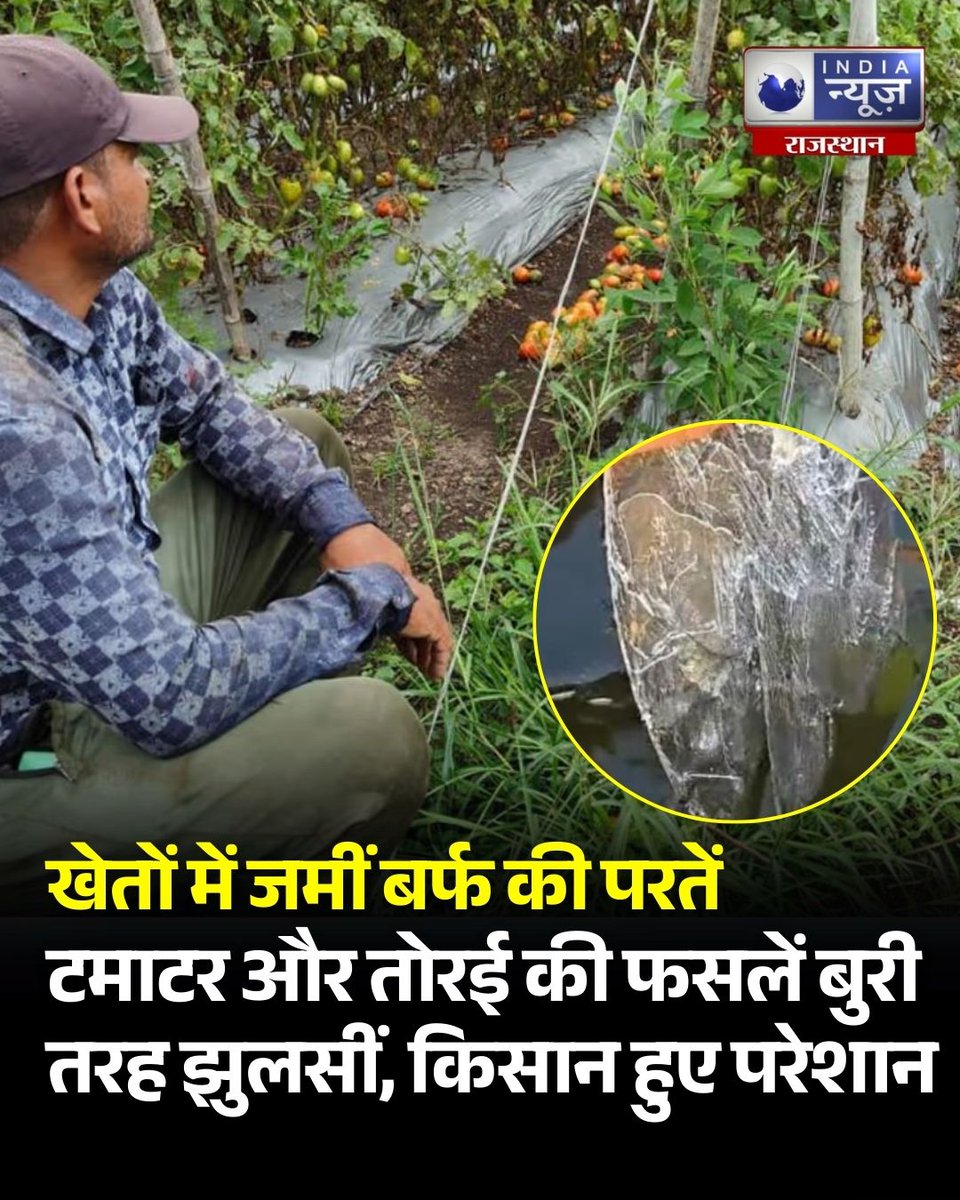 raj_indianews's tweet photo. राजस्थान के नवलगढ़ और श्रीगंगानगर समेत कई हिस्सों में जमकर ठंड और बर्फबारी ने किसानों की फसलें बर्बाद कर दी हैं। टमाटर और तोरई क�� फसलें बुरी तरह झुलस गई हैं।
#Rajasthan #FarmerProblems #CropsDamaged #FrostEffect #FarmersDistress #WeatherImpact #Navalgadh #Indianewsrajasthan https://t.co/oz2lziRdct