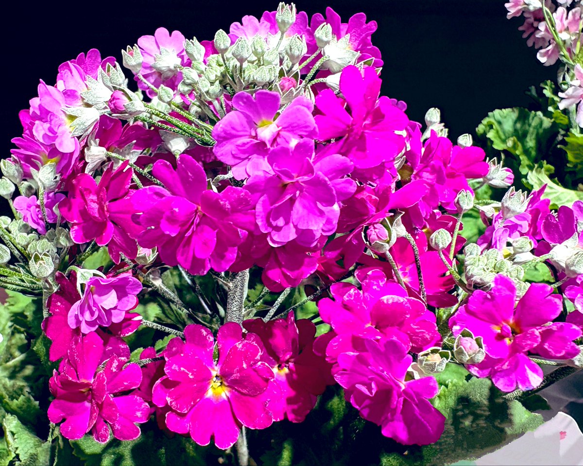 サランちゃん (@7888ma_i) / Posts / X