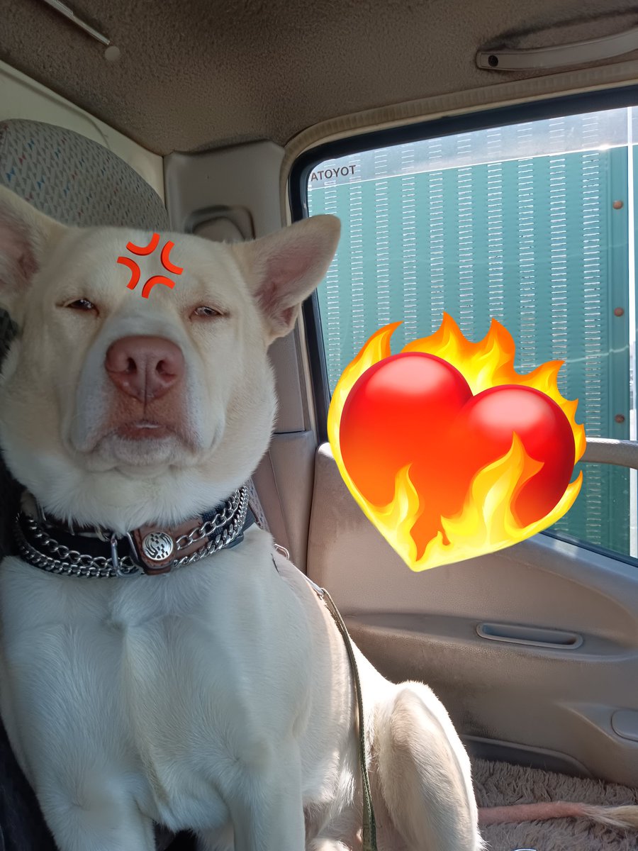 ん〜〜〜…またバイクドロボーか… 許せねえ💢 ガブだワン