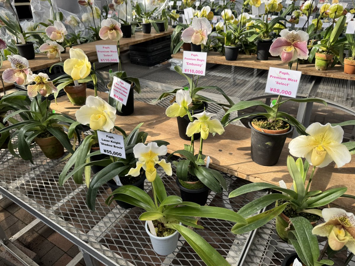 東京オーキッド行ってきた☺️☺️