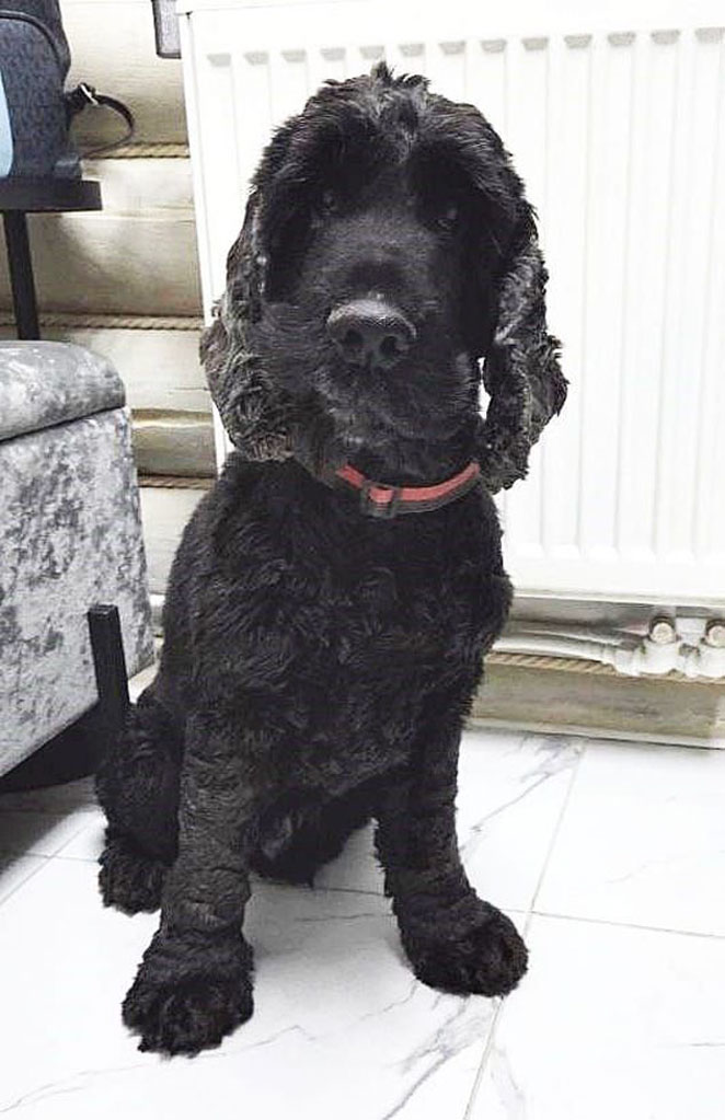 #Москва 
Ищет дом английский кокер-спаниель Даня. 🏡
Возраст 7 лет, кастрирован.
Всю жизнь жил в квартире в окружении любимых и любящих людей. Вместе с ним жили такса и кошка, с которыми дружил и играл.
После смерти хозяйки находится на попечении спаниелькоманды, на передержке.