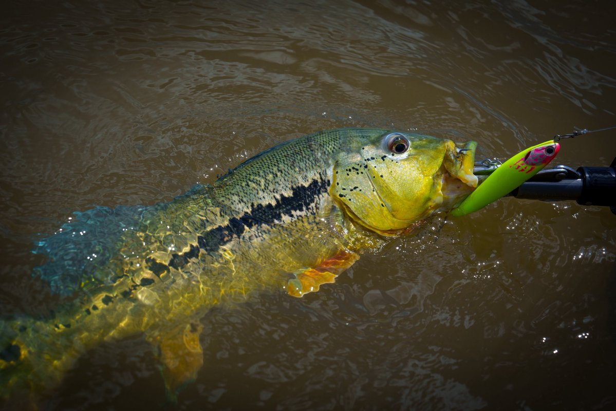 オリノコ川上流に分布するピーコックバスの一種、インターメディア（Cichla intermedia）
跳ねた瞬間すぐにわかるくらい色鮮やか
自分の撮影技術不足なのか、写真だとその美しさの一割も伝えられない
この魚はぜひぜひ可能であれば現地の青空の下で見てみて欲しい
#トランスセンデンス
#レイブルジニア