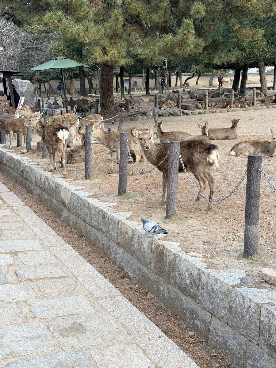 我知道鹿很多，但是鴿子更多😱😱😱😱😱