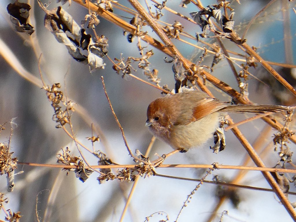 고도근시인 집사람에게 붉은머리오목눈이를 소개해서 뿌듯한 날. 까치도 겨우 찿아내는 분이라 혼자 나가면 오늘은 새가 없었다고 투덜거림.