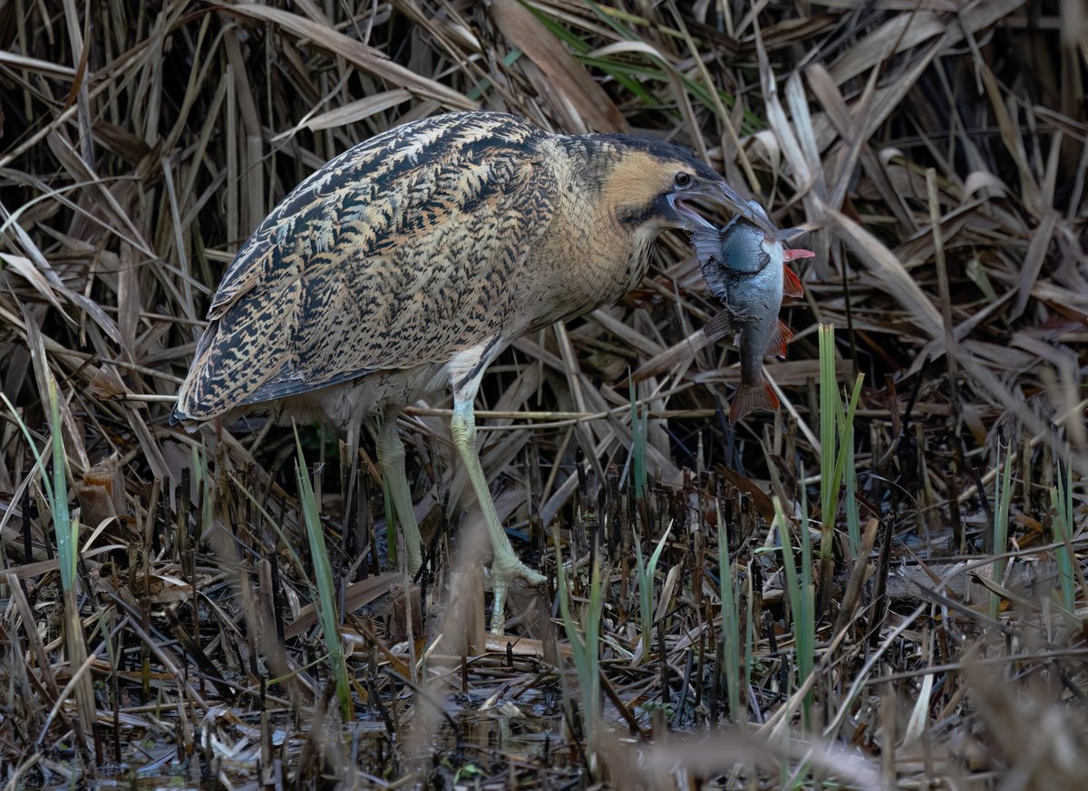 Neil Hilton tweet media