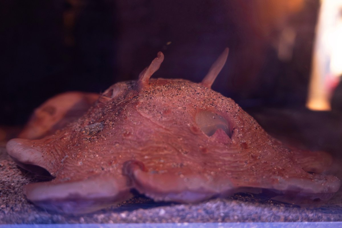 蒲郡・竹島水族館でメンダコ展示再開 パタパタ姿に注目