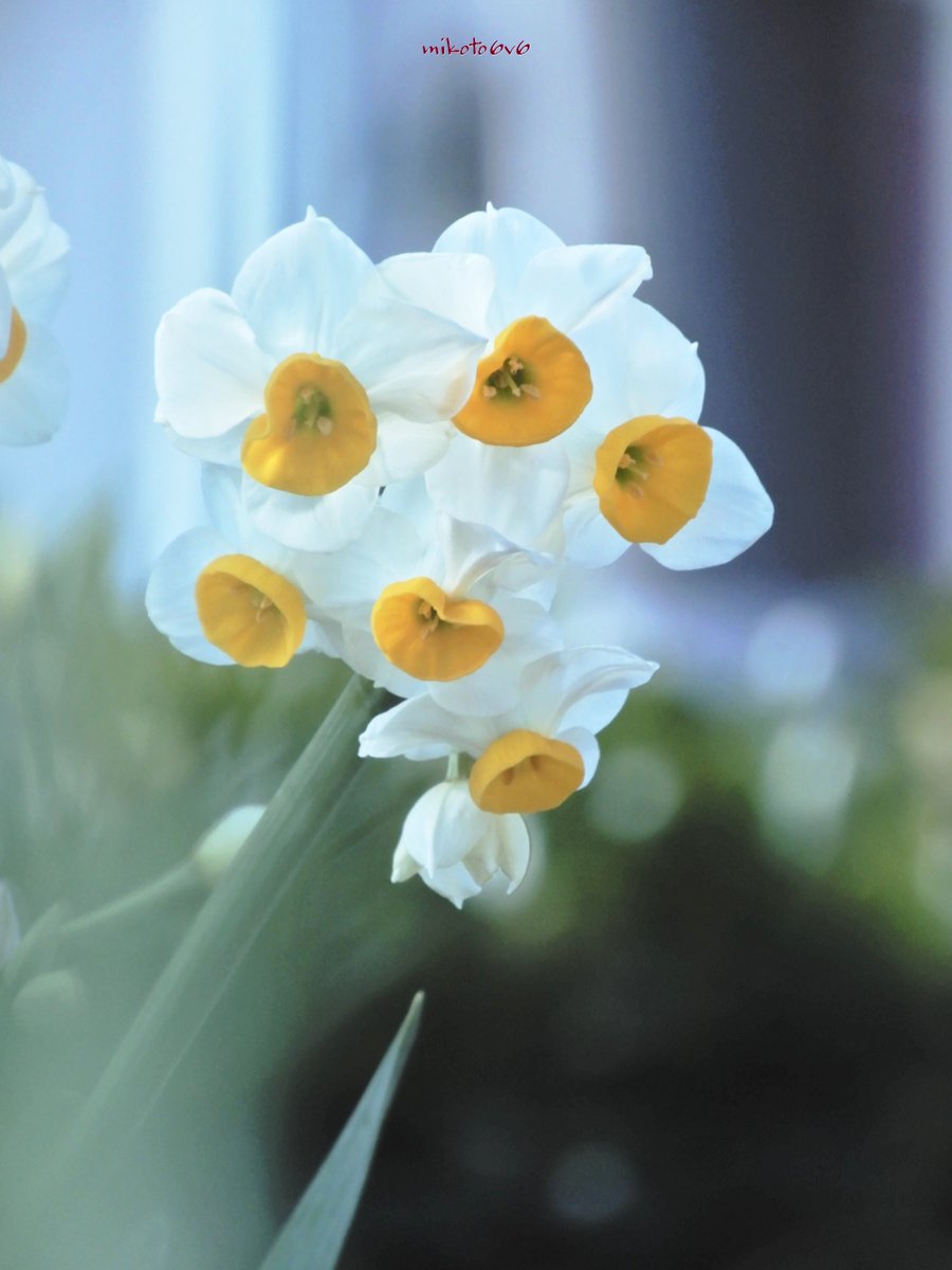 mikoto (@mamakun_6v6) / Posts / X