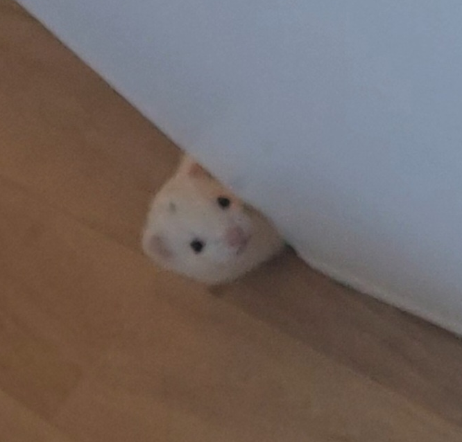 돈한푼 못받는 사설탐정 족제비 또왔음