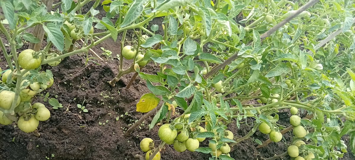 Forget those 100 plus afotawo🥹 February tomato mudya wakwathu