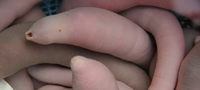 拾い画像だけど、ショタちんぽだよね 