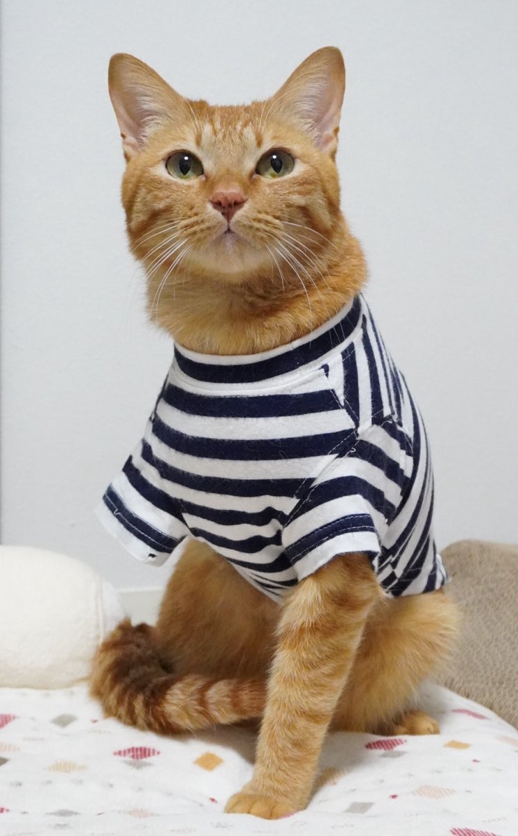 にゃんちゅー (@Nyanchu_1011) / Posts / X