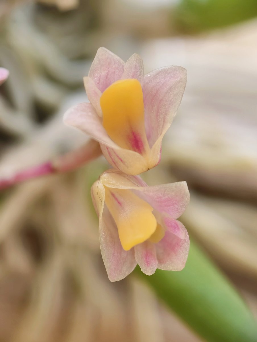 yjrhtm's tweet photo. Dendrobium prenticei https://t.co/eKx7F3kwUv