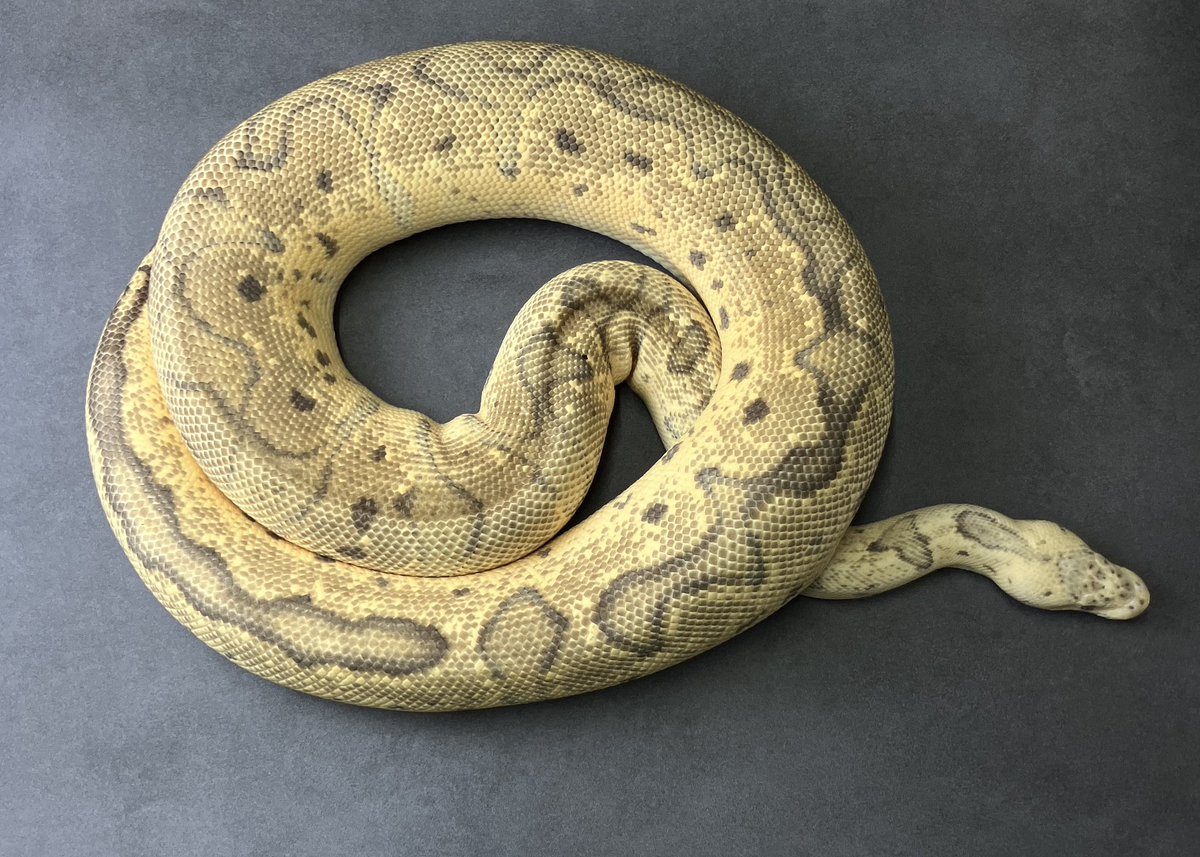SHN_reptiles's tweet photo. firefly clown
・SHNJPCB 即戦力♀
・繁殖歴あり
→ ¥77,000税込販売中
興味ある方ご連絡ください^_^
#ボールパイソン
#SHNCB https://t.co/V7pmysAA1I