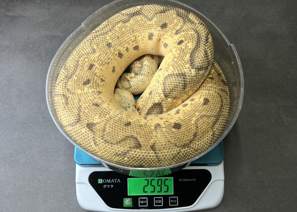 SHN_reptiles's tweet photo. firefly clown
・SHNJPCB 即戦力♀
・繁殖歴あり
→ ¥77,000税込販売中
興味ある方ご連絡ください^_^
#ボールパイソン
#SHNCB https://t.co/V7pmysAA1I