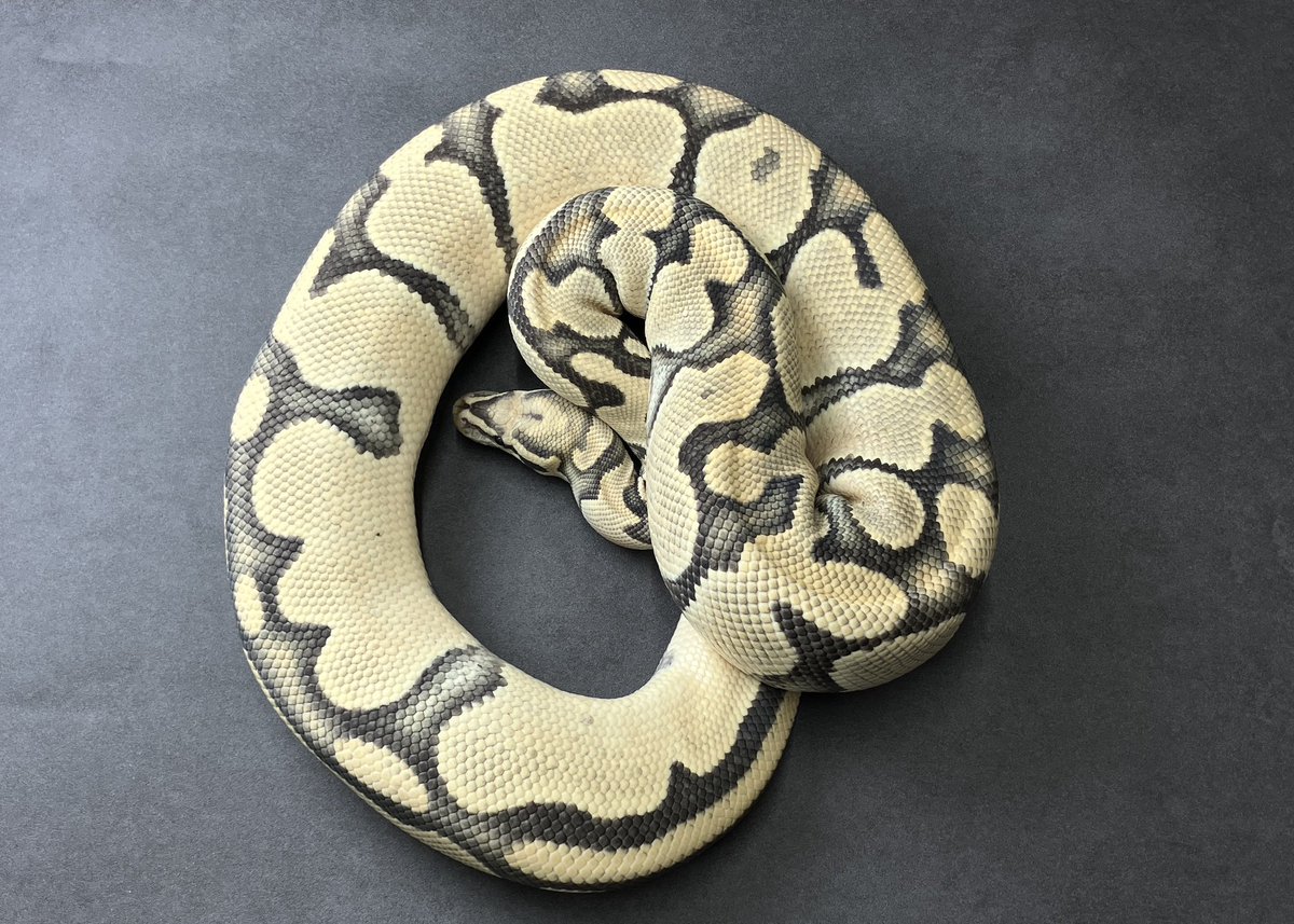 SHN_reptiles's tweet photo. OD vanilla cinnamon hypo
・SHNJPCB 即戦力♀
・繁殖歴あり
→ ¥77,000税込販売中
興味ある方ご連絡ください^_^
#ボールパイソン
#SHNCB https://t.co/yK1xbngWic