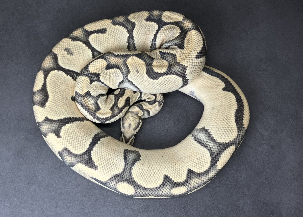 SHN_reptiles's tweet photo. OD vanilla cinnamon hypo
・SHNJPCB 即戦力♀
・繁殖歴あり
→ ¥77,000税込販売中
興味ある方ご連絡ください^_^
#ボールパイソン
#SHNCB https://t.co/yK1xbngWic