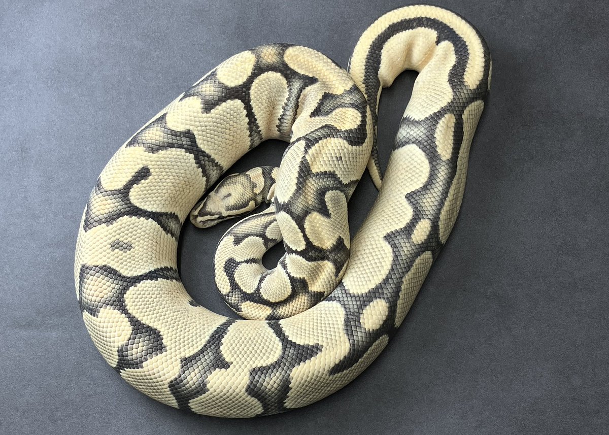 SHN_reptiles's tweet photo. OD vanilla cinnamon hypo
・SHNJPCB 即戦力♀
・繁殖歴あり
→ ¥77,000税込販売中
興味ある方ご連絡ください^_^
#ボールパイソン
#SHNCB https://t.co/yK1xbngWic