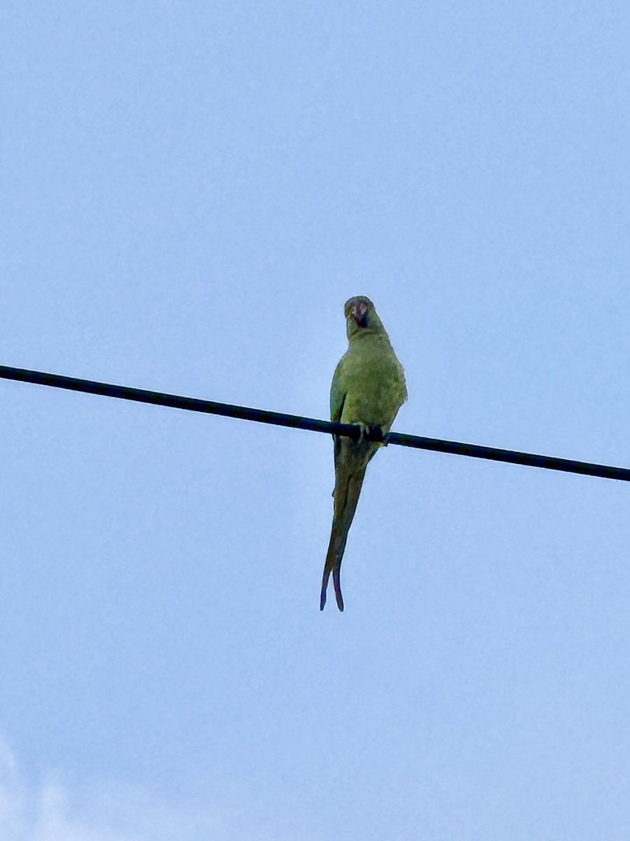 らんまるぽむぽむタイプα(ぽむ隊長) tweet media