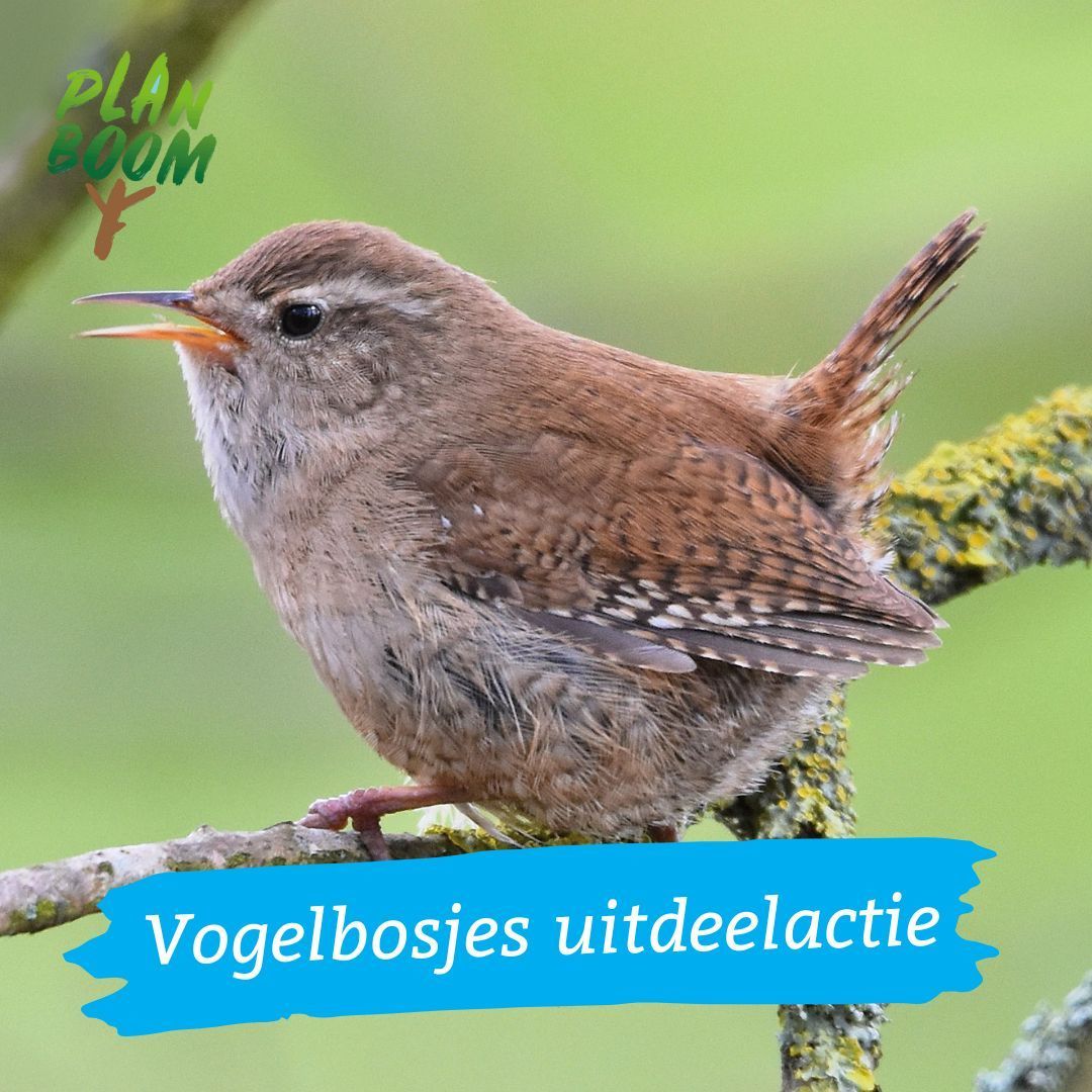 Vandaag is het zover! 🌳 Kom je jouw vogelbosje ophalen? We zijn er van 10.00 tot 15.00 uur. Deel jouw foto met je bosje en tag ons met #MijnVogelbosje. Zo zien we samen hoeveel groen er in de provincie Utrecht bij komt! 
planboom.nl/vogelbosje-uit…