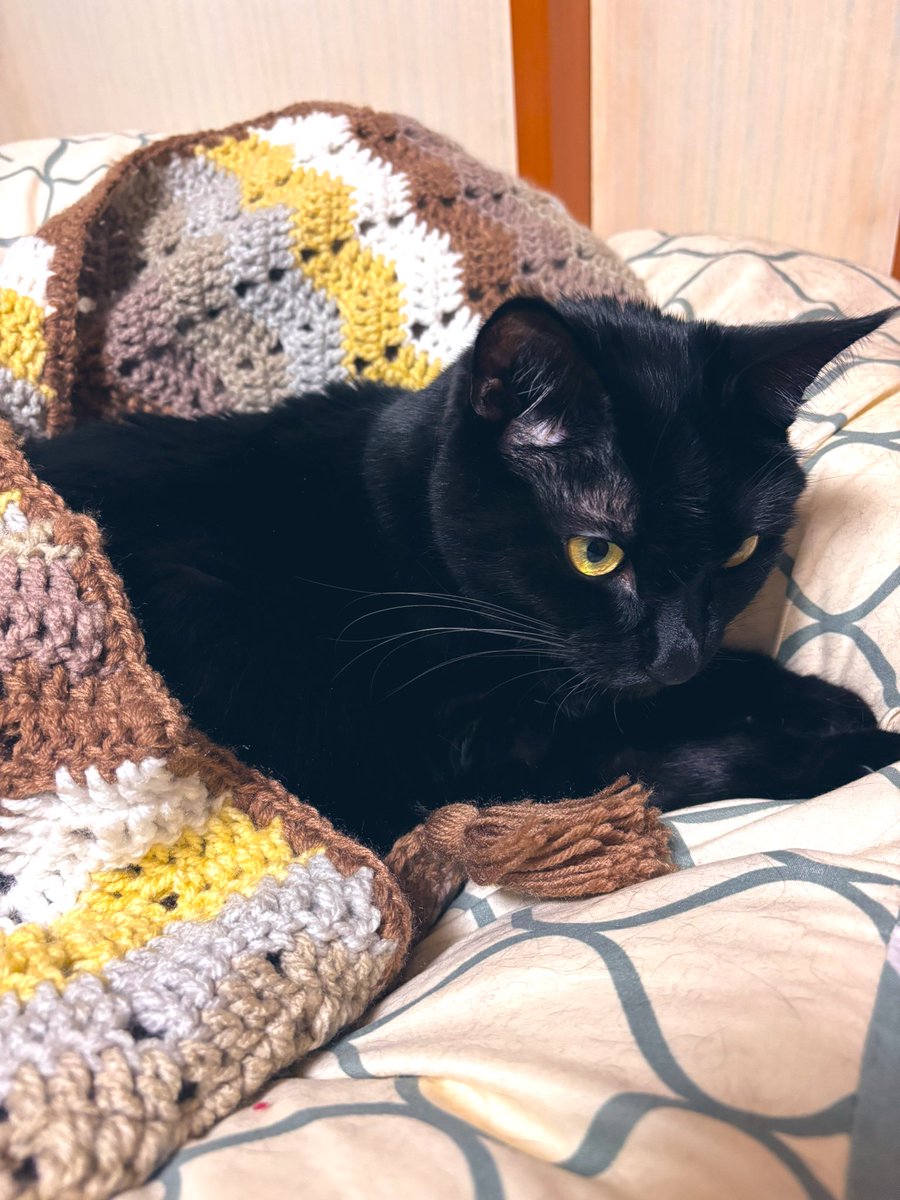 1caaa's tweet image. うちのネコチャンは私の編み物やお裁縫を見て育ったので、私が編んだブランケットをバリバリせず布団に使ってくれる。
