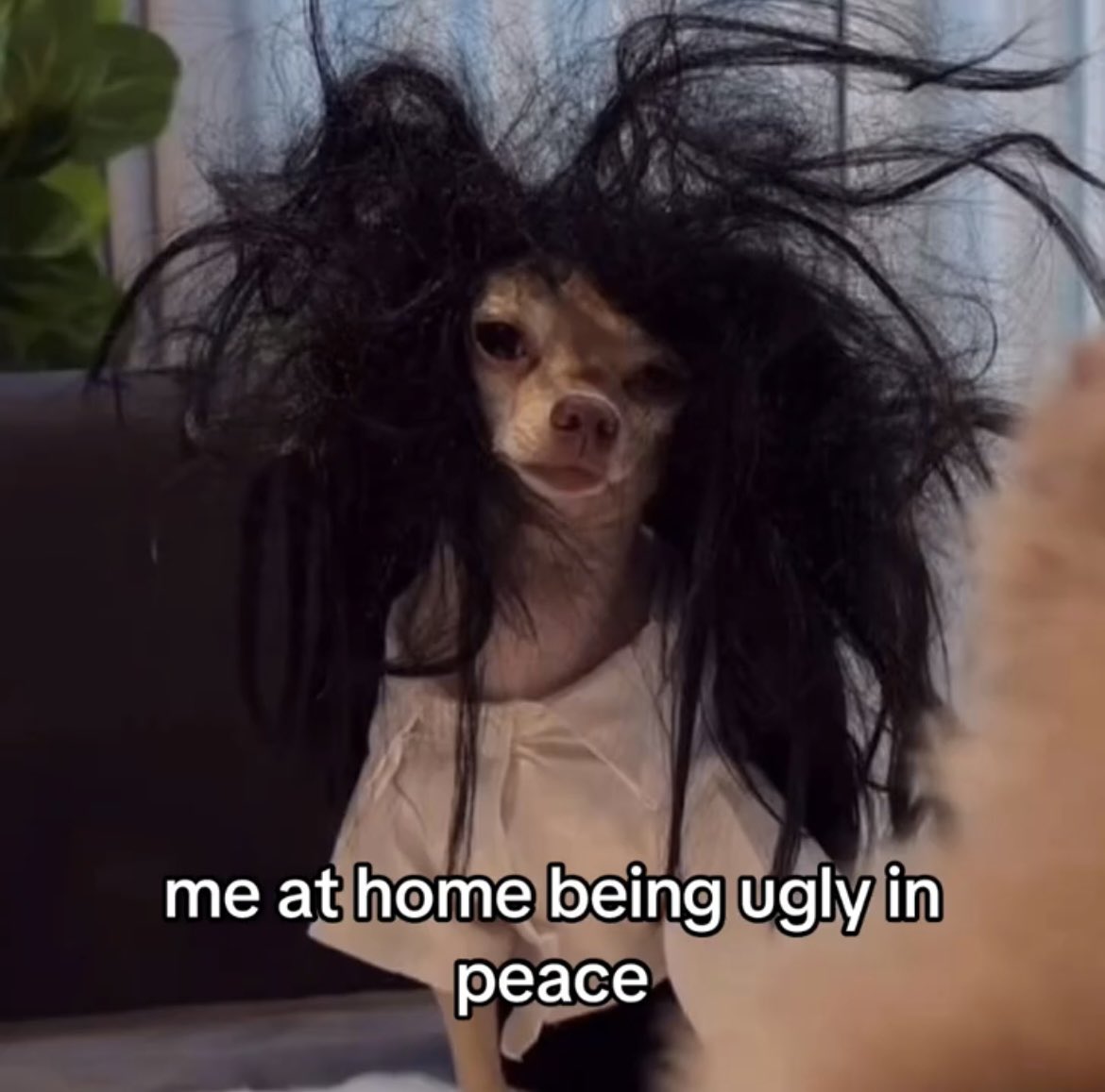 Out Of Context Animals (@animalscontexts) on Twitter photo 