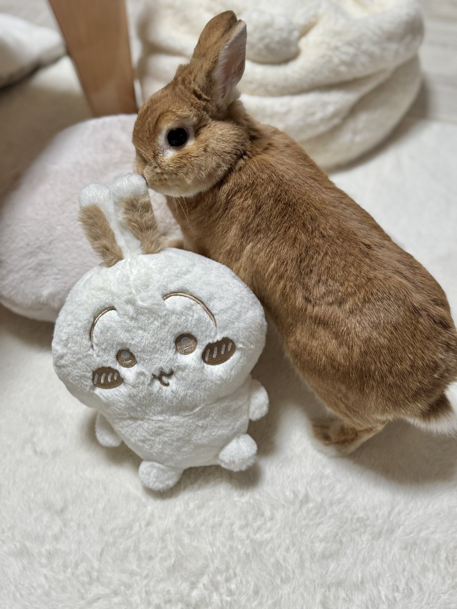 うさぎのランとコナンとシェリー (@usako0914ran) / Posts / X