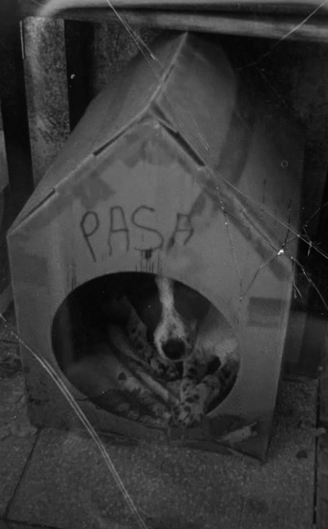 Balimthekitty's tweet image. İzlemeye dayanamadığımız videoyu, o can yaşadı. Dakikalarca öfkesini alamayan biri tarafından kafasına vurularak katledildi. Kimse müdahale etmedi. Gereğinin yapılmasını istiyoruz. 
#PaşaİçinAdalet
@ManisaValiligi